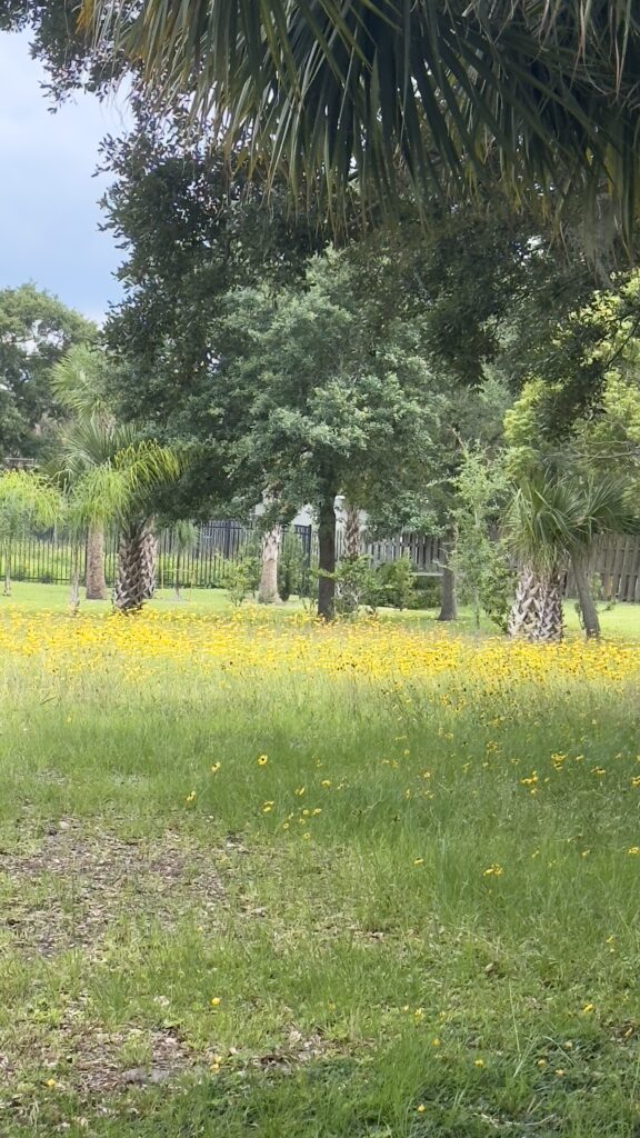 Backyard wildflowers