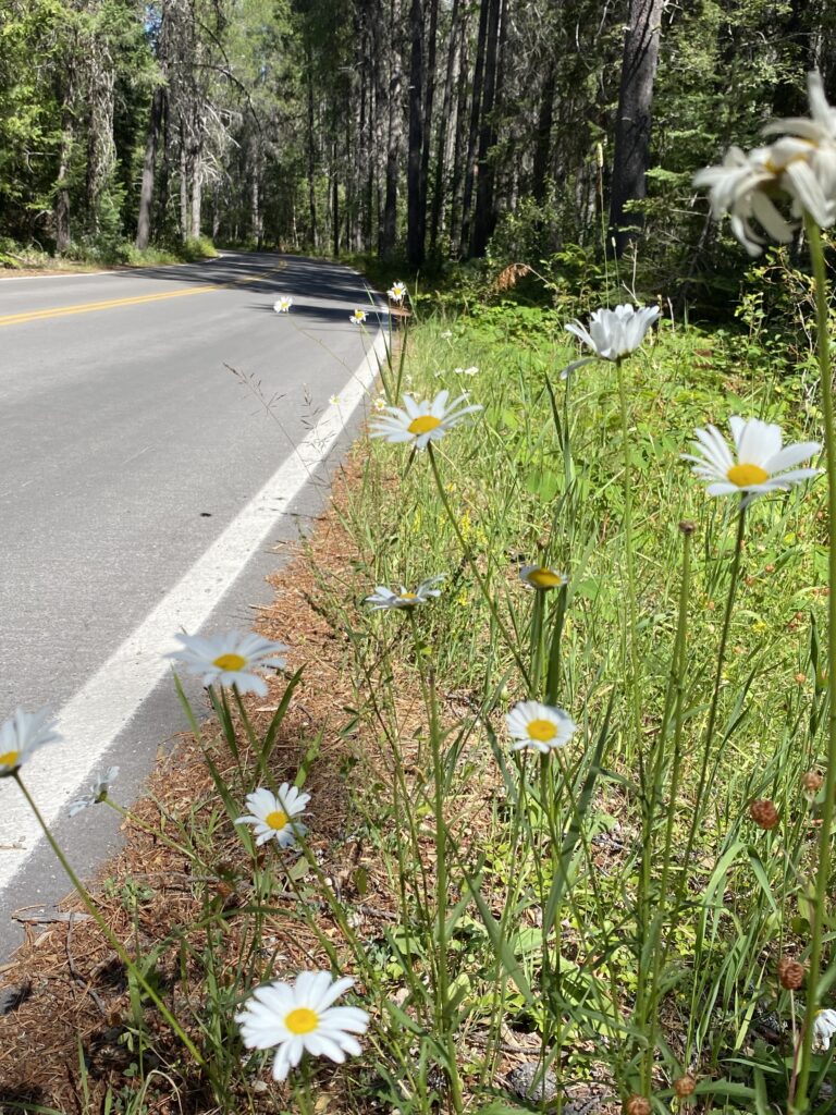 roadside flowers
