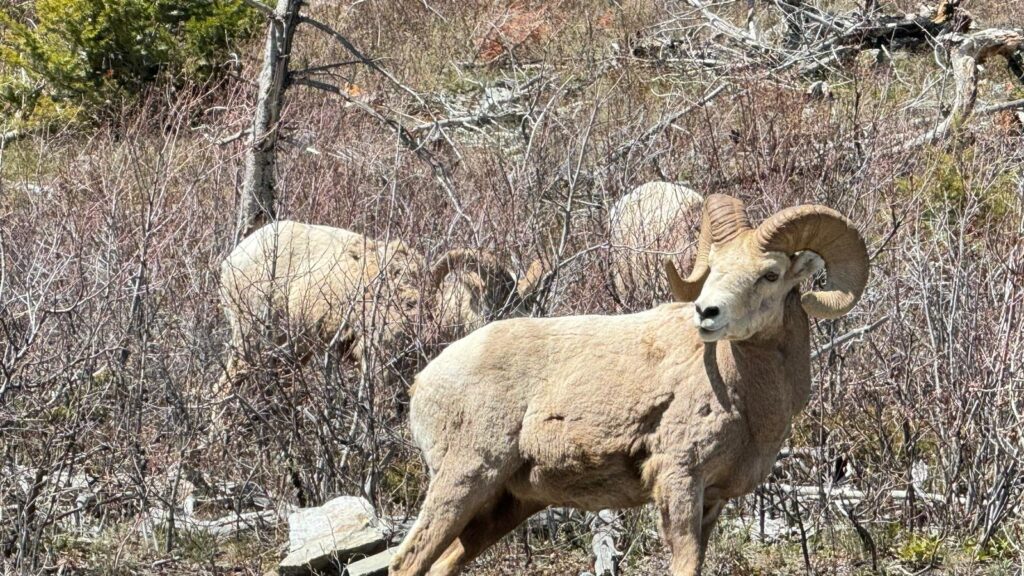 Big Horn Sheep