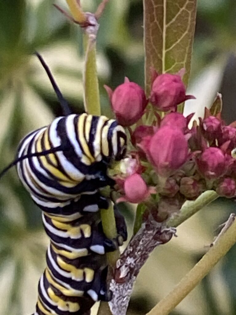 Caterpillar