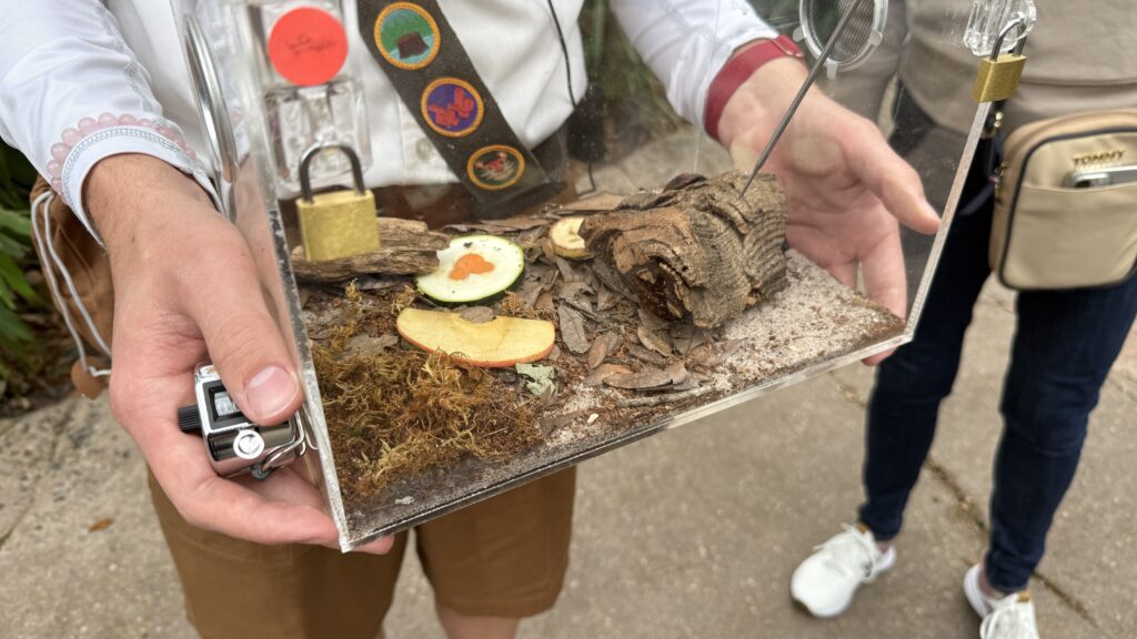 Hidden Mickey on a vegetable tray