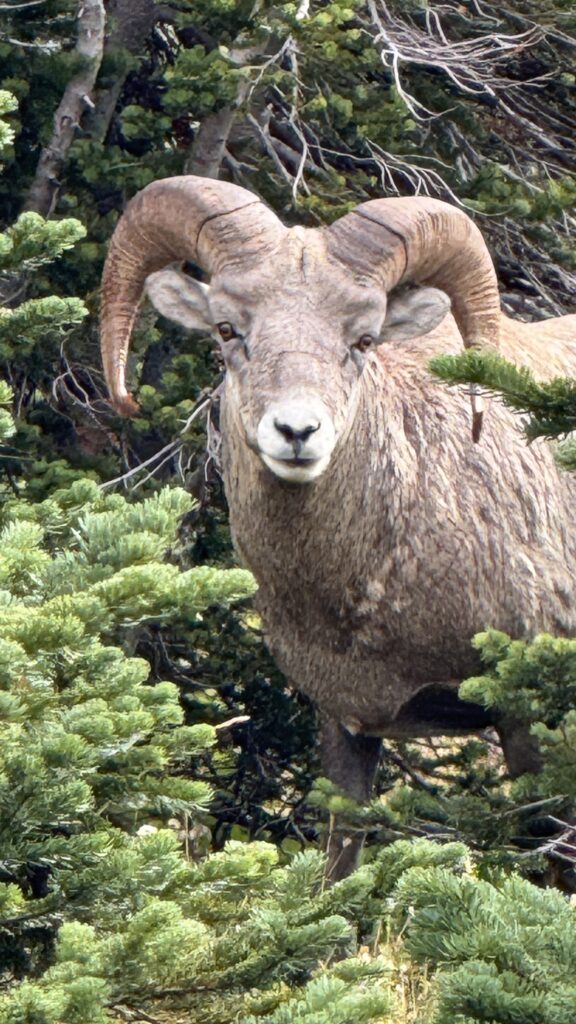 big horn sheep in trees closeup