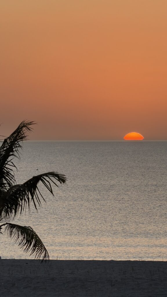 sunset at palm tree beach