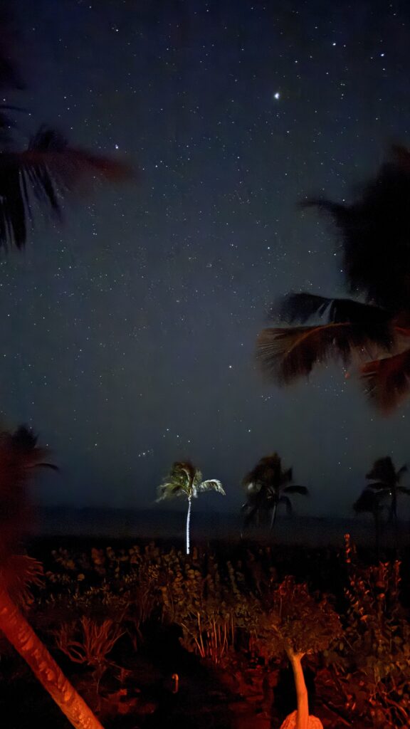stars at palm tree beach