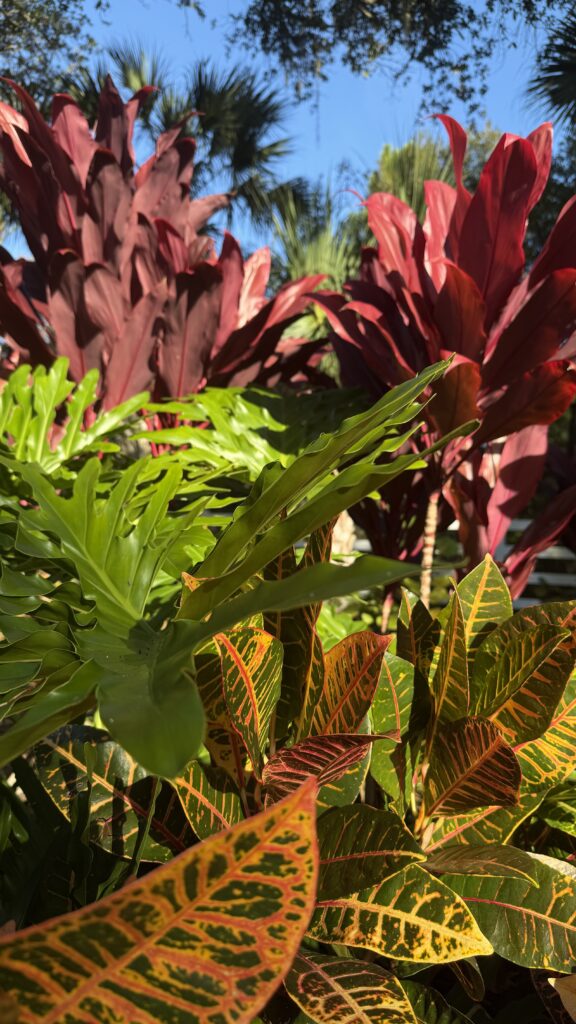tropical plants
