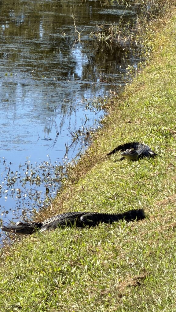 two alligators next to water