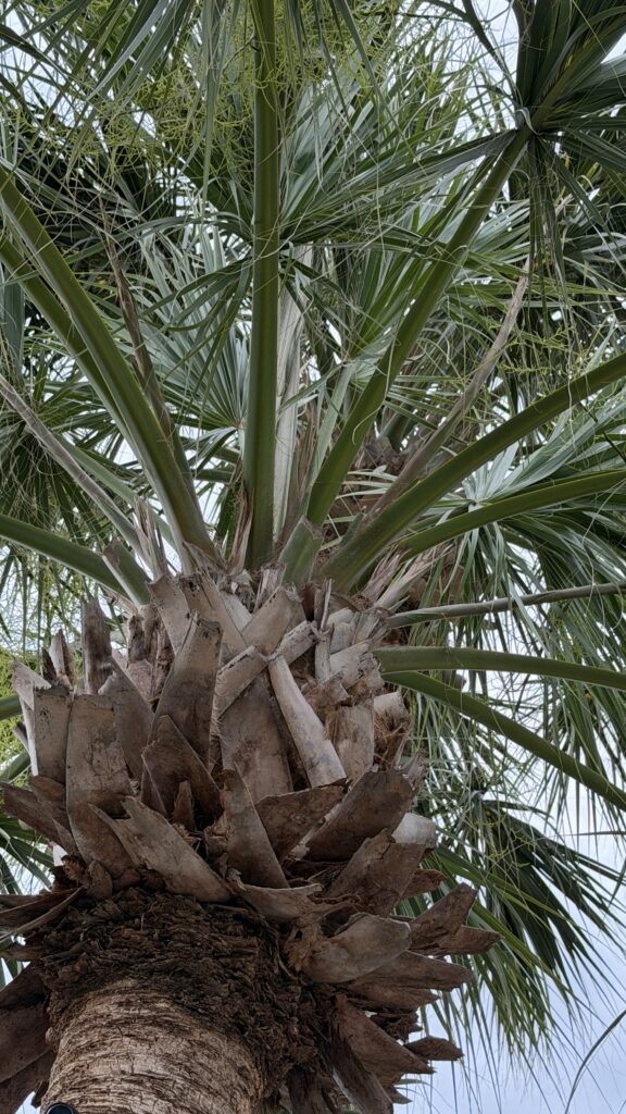 palmetto palm
