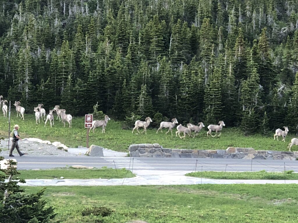Herd of Big Horn Sheep 