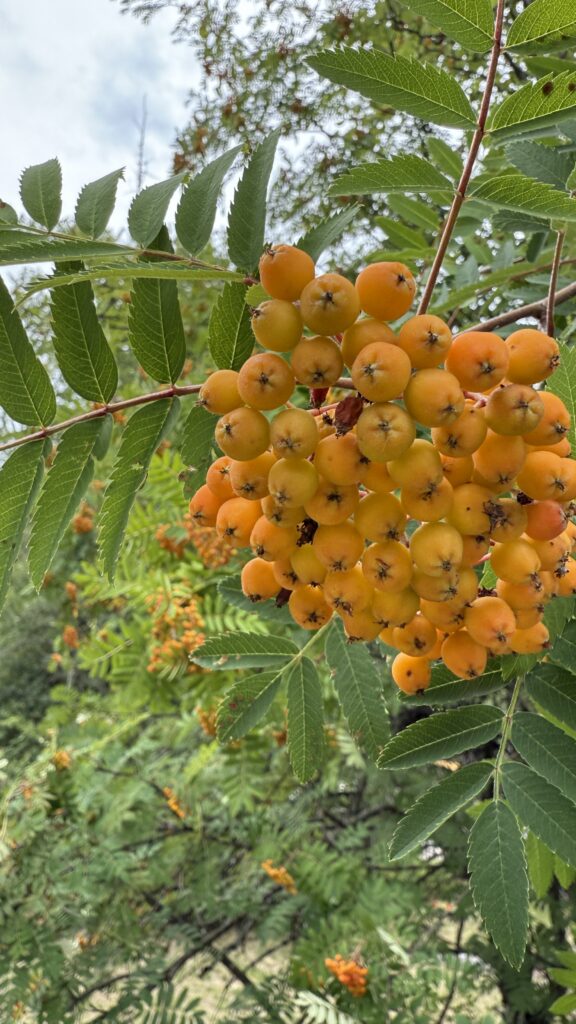 orange Mountain Ash berries